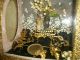 ☆ Antique French Wedding Box With Wax Flowers Other photo 4