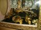 ☆ Antique French Wedding Box With Wax Flowers Other photo 5