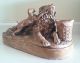 Daniel Chester French (1850 - 1931) Signed Dcv Plaster Cast Figural Group Figurines photo 4