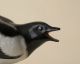 Soviet Russian Porcelain Figurine Animal,  Bird Magpie,  Lomonosov Lfz.  Old 50s Figurines photo 5