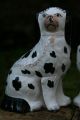 Stunning Pair: Mid 19th C.  Staffordshire Disraeli Open Legged Black & White Dogs Figurines photo 1