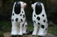 Stunning Pair: Mid 19th C.  Staffordshire Disraeli Open Legged Black & White Dogs Figurines photo 3