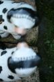 Stunning Pair: Mid 19th C.  Staffordshire Disraeli Open Legged Black & White Dogs Figurines photo 6