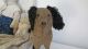 19th C Folky Early Old Antique Brown Cloth Stuffed Dog Animal Toy Primitives photo 1