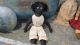19th C Folky Early Old Black Cloth Stuffed Doll W/ Blue Homespun Dress Primitives photo 7