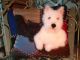 Westie Terrier W Black Cat / Kitten Handcrafted On Antique Crazy Quilt Pillow Primitives photo 1