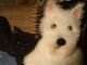 Westie Terrier W Black Cat / Kitten Handcrafted On Antique Crazy Quilt Pillow Primitives photo 2