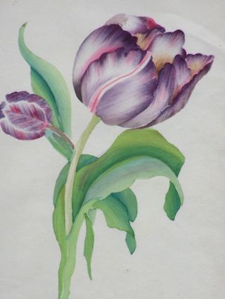 Fine 19th Century American Folk Art Watercolor Painting Of Purple Tulip photo