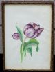 Fine 19th Century American Folk Art Watercolor Painting Of Purple Tulip Primitives photo 1