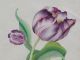 Fine 19th Century American Folk Art Watercolor Painting Of Purple Tulip Primitives photo 2