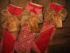 3 Primitive Grungy Christmas Tree Red White Checked Stocking Ornaments Ornies Primitives photo 1