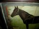 Antique 1800s Lithograph Advertisement Horse Arion International Stock Food Vafo Primitives photo 6