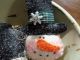 Prim Hoilday Ornies/bowl Fillers Winter/christmas Victorian Snowmen Set/3 Primitives photo 3