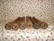 Set Of 6 Tall Beehive Wood Bobbins (121) Primitives photo 3