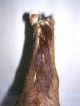 A Child ' S Pull Toy Horse,  Circa 1900 Primitives photo 9