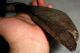 Antique 1700s Primitive Folk Art Burl Wood Tool Fid Knife Masher Pestel Vafo Primitives photo 9