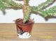 Primitive Christmas/winter Faux German Triple Feathertwigtree Insnowmanbucket Primitives photo 4