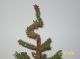 Primitive Christmas/winter Faux German Triple Feather Twig Tree In Santa Bucket Primitives photo 2