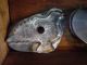 Two Early 19c Folky Pa Cookie Cutters. . . .  Antique Primitive. .  Aafa Primitives photo 2