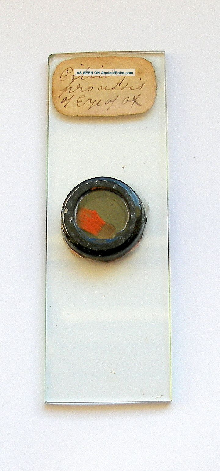 19th.  C.  Deep Cell Microscope Slide: Section From Eye Of Ox Other photo