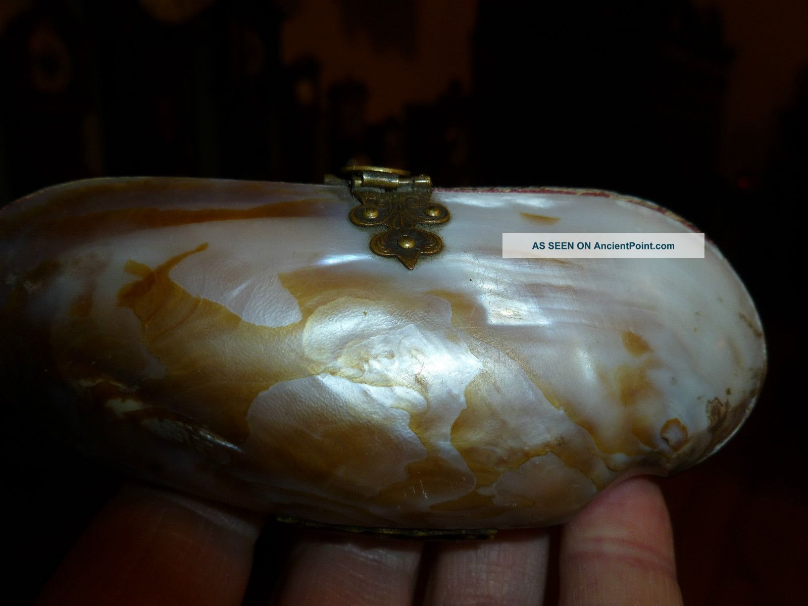 Rare Antique Shell Sovereign Purse Victorian Beatiful Oyster Shell Other photo