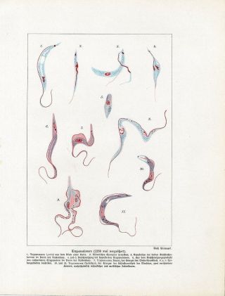 C1900 Medical Parasites Antique Litho Print W.  Bolsche photo
