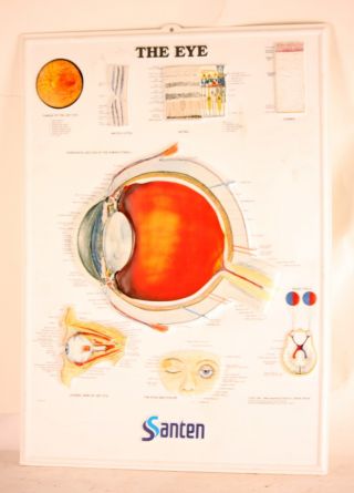 Eye Chart Vintage Medical Anatomical Relief Eyelid Eyeball Retina Cornea Sign 25 photo