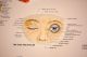 Eye Chart Vintage Medical Anatomical Relief Eyelid Eyeball Retina Cornea Sign 25 Optical photo 5