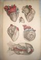 Rare John Lizars 11/12 Parts Surgical Anatomical Plates Ca.  1825 First Edition Other photo 7