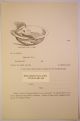 ☼→ Civil War Assistive Hygienic Device - Advertising - One Arm - C1893 Other photo 1