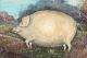 Antique American Folk Art Farm Prized Show Pig Oil Painting Tiger Maple Frame Folk Art photo 2