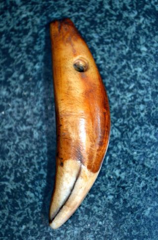 Rare Real Antique African Lion Tooth Pendant Bead From The Congo photo
