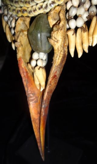 Fantastic Bird Beak Neckless Papua New Guinea Musium Quality Metal Stand Include photo