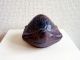 Japanese Tea Ceremony Incense Case Kogo - Tortoise Other photo 2