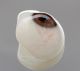 1 Prosthetic Human Eye Finests German Jena Glass Jenaer Glas Ca 1936 Civil War 1 Optical photo 2