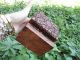 Antique Vintage Hand Carved Wood Jewelry Box Unique Carving Art 19th Century Boxes photo 7