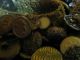 3 1/2 Lbs Antique/vintage Buttons Awesome Buttons photo 7