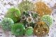 Buttons Mix Vintage & New Glass Metal Rhinestones Peridot Green Gold Buttons photo 4