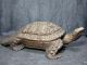 Japanese Antique Wooden Statue Of Tortoise Symbol Of Longevity　loggerhead Statues photo 1