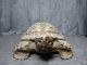 Japanese Antique Wooden Statue Of Tortoise Symbol Of Longevity　loggerhead Statues photo 2
