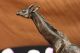 Lovely Vintage Vienna Signed Giraffe Hotcast Pure Bronze Statue Sculpture Decor Metalware photo 2