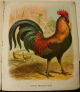 1905 - Friendly Animals By Mcloughlin Bros.  - Worn But Precious Other photo 5