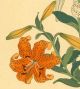 Korin Japanese Woodblock Print Tiger Lilies - Shima Art Co.  1930 Prints photo 1