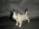 Metzler Ortloff Deutschland Porcelain Dog Figure Figurines photo 1
