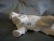 Metzler Ortloff Deutschland Porcelain Dog Figure Figurines photo 3