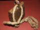 Antique 18 - 19 Cent.  Cow (sheep) Metal Bell Rings Primitives photo 3
