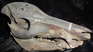 Stunning Scrimshaw Baor Skull Shamanic West Timor Atoni Tribe Museum Quality photo