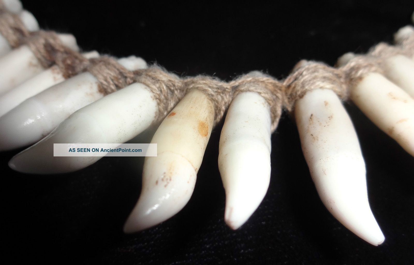 Tooth Necklace Papua New Guinea Tribal Ethnographic Museum Quality Stand Pacific Islands & Oceania photo