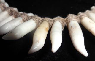 Tooth Necklace Papua New Guinea Tribal Ethnographic Museum Quality Stand photo