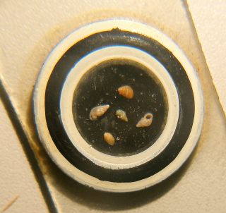 Six Early Miscellaneous Microscope Slides:insect / Marine / Botanical photo